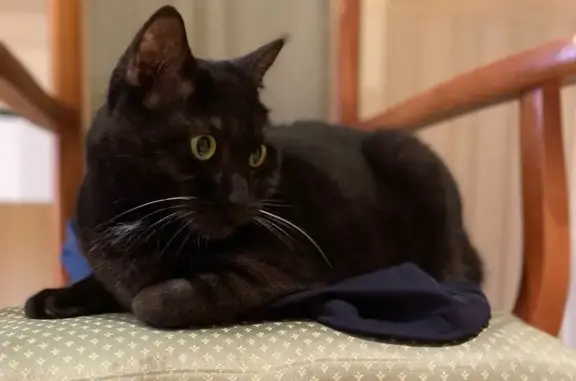 Пропал кот, улица Ленина, 70, Анапа - чёрный с белым пятнышком - photo