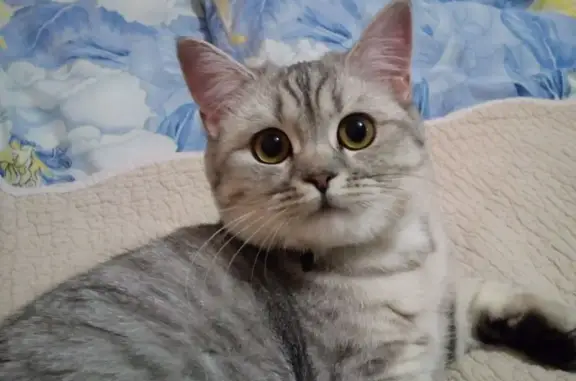 Пропала кошка, Рабочая улица, 31, Луховка - скоттиш страйт, светло-серый табби - photo
