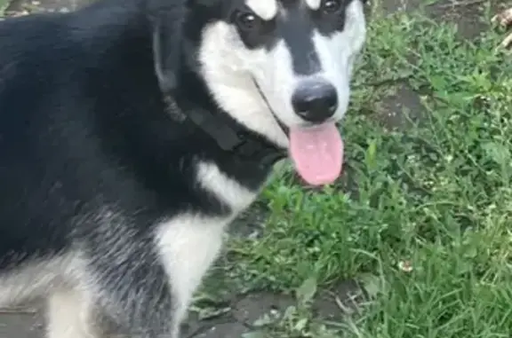 Пропал собака, Сокурский тракт, Саратов - черно-белый окрас, хромает - photo