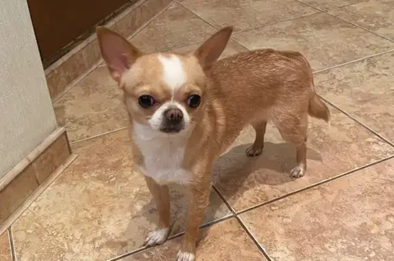 Найденные животные Москва, фото: Найдена собака, женский пол, улица Перерва, Москва