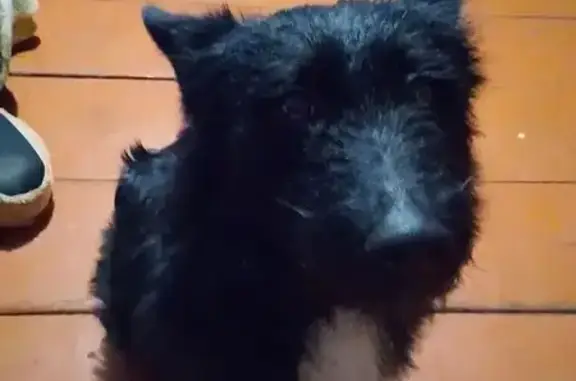 Потерянные животные Палаевско-Урледимское, фото: Пропал собака, мужской, Нагорная улица, 6, Болдово - черный, пушистый