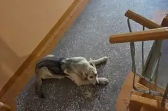 Найдена собака, женский пол, улица Мате Залки, 24, Красноярск - photo