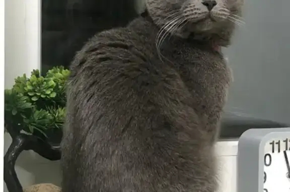 Пропал кот, Самара, Самарская область - серо-голубой окрас, белое пятнышко на шее - photo