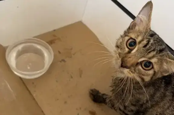 Найдена кошка, Саранск, фото: Найдена кошка, Пролетарская улица, 110, Саранск - возможно, сбита машиной