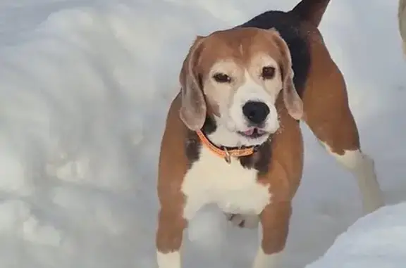 Пропал собака, 46Н-12023, Дубровки - в ярко оранжевом ошейнике - photo