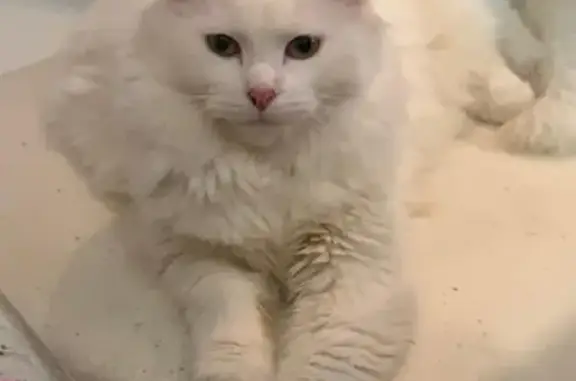 Пропала кошка, Московская улица, 5, Кашира - белая с чёрным пятнышком - photo