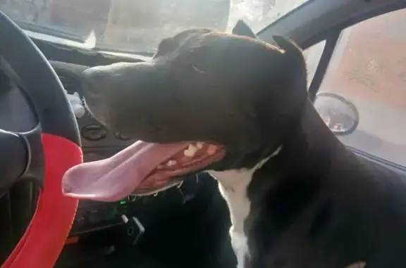 Пропала собака женского пола, Конституционная улица, 68, Ростов-на-Дону - photo