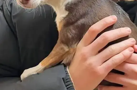 Найдена собака, Ростов-на-Дону, фото: Найден собака, мужской, площадь Народного Ополчения, 2, Ростов-на-Дону