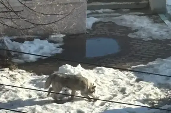 Найдена собака, Челябинск, фото: Найден собака, улица Воровского, 70, Челябинск - хаски без ошейника