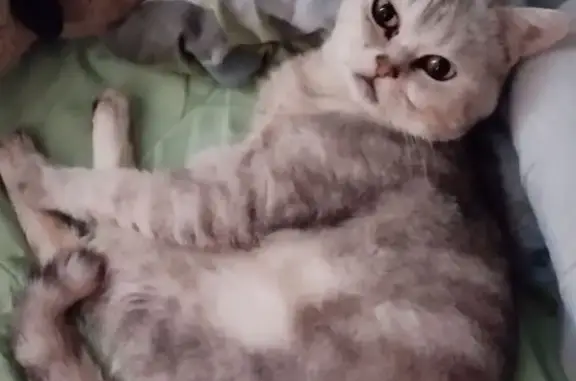 Найдена кошка, Йошкар-Ола, фото: Найден кот, улица Яна Крастыня, 6, Йошкар-Ола - перелом лапы