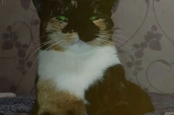 Пропала кошка, Зелёная улица, 19, Краснознаменка - photo