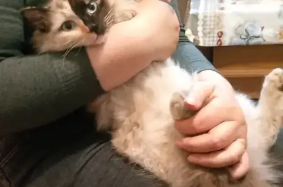 Найдена кошка, Красноярск, фото: Найдена кошка, Спортивная улица, Красноярск - пушистая дымчатая с голубыми глазами