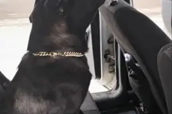 Найдена собака, Верхняя Подстёпновка, фото: Найдена собака, дачный массив в Стромилово, Верхняя Подстёпновка - чёрная с цепочкой-ошейником