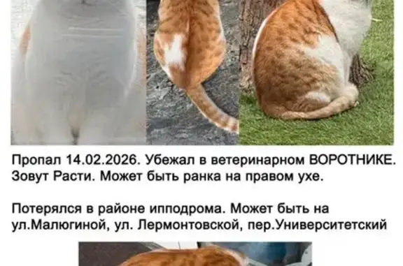 Пропала кошка, улица Малюгиной, 214/16, Ростов-на-Дону - молодой, в воротнике - photo