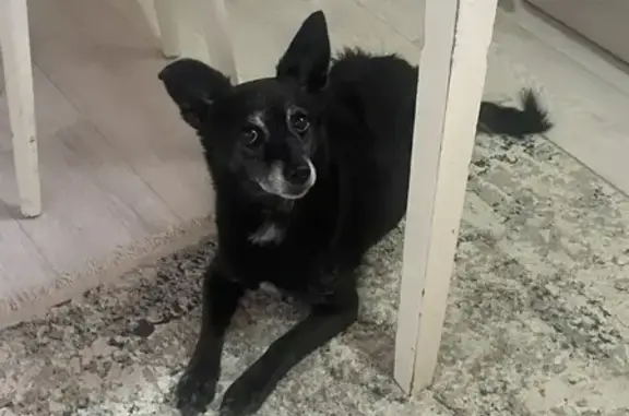 Собаки потеряшки, Невинномысск, фото: Потеряшка собака, Крестьянская улица, 129, Невинномысск - девочка, отзывается на имя Боня