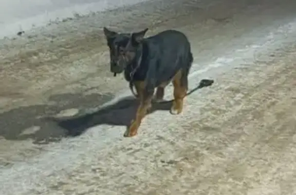 Найдена собака, Балашиха, фото: Найден собака, Балашиха, Московская область - метис в наморднике и с поводком