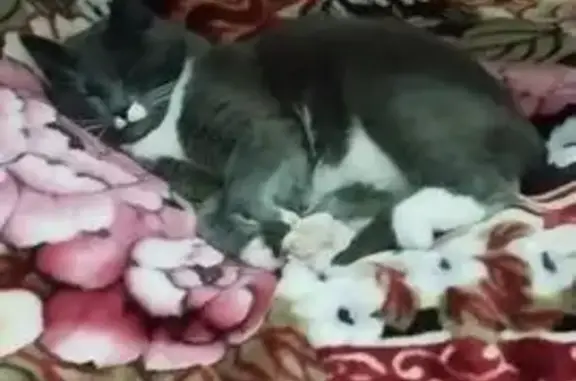 Пропал кот, улица Сергея Кузнецова, 4, Чудово - серый с белой манишкой - photo