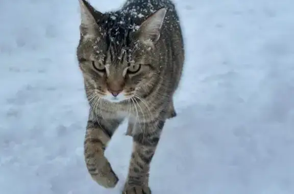 Пропал кот, Осташковское шоссе, Мытищи - зовут Тай, ошейник с именем - photo