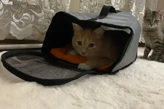 Пропала кошка, Набережная улица, 79, Братск - рыжая с белыми носочками - photo