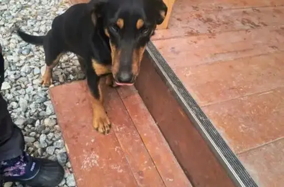 Найдена собака, Эльбрус, фото: Найдена собака, Эльбрус, Кабардино-Балкария - окрас как ротвейлера