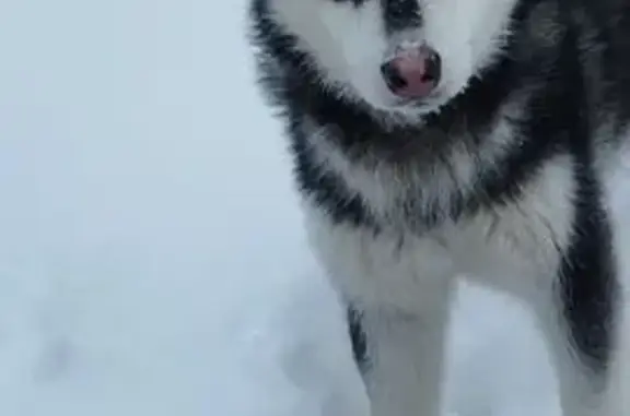 Пропал собака, мужской, Дивья, Пермский край - черно-белый окрас - photo