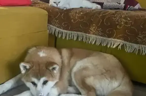 Пропал собака, Курган, Курганская область - рыжая акита-ину, 9 мес - photo