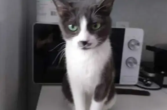 Пропала кошка, Луговая улица, 7, Белогорье - серая с белым, зелёные глаза - photo