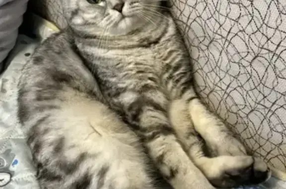 Пропала кошка, Боевая улица, 73А, Астрахань - белая с разными глазами - photo