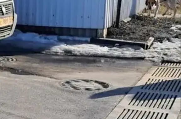 Найдена собака, Курск, фото: Найдена собака, улица Маяковского, 101, Курск - похожа на бигля, истощённая