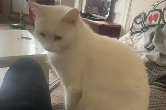 Пропала кошка, женский пол, улица Губина, 13, Санкт-Петербург - белая, немного косоглазая - photo