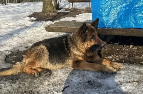 Найдена собака, Путилково, фото: Найден собака, Сходненская улица, Путилково - овчарка возрастная