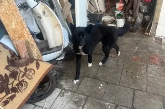 Найдена собака, Владимир, фото: Найден собака, мужской, улица Подбельского, 2, Владимир - черный кабель с ошейником