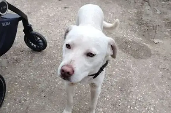 Объявления о пропавших и найденных животных, Ессентуки, фото: Найдена собака, женский пол, улица Пушкина, 124, Ессентуки