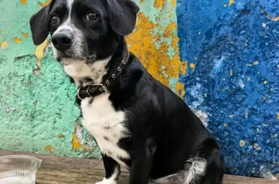 Найденные животные Новороссийск, фото: Найден собака, Пионерская улица, 12, Новороссийск - чёрная с белым, сидит во дворе