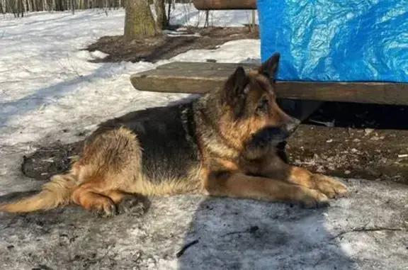 Найдена собака, Путилково, фото: Найдена собака, Сходненская улица, Путилково - немецкая овчарка, сука