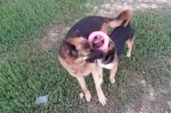 Пропала собака, женский пол, Экологическая улица, 22А, Чалтырь - photo