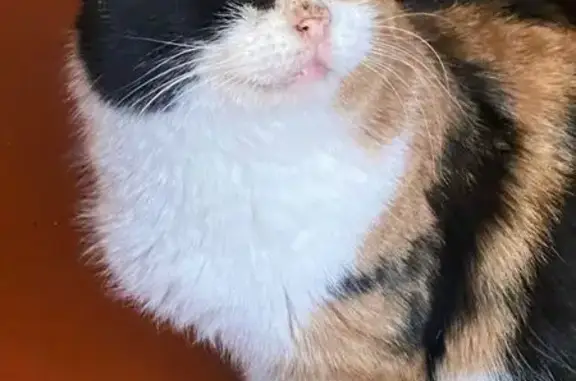 Пропала кошка, улица Даргомыжского, 21 к1, Нижний Новгород - photo