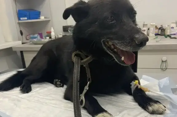 Пропал собака, Р-404, Борки - черный окрас с белыми лапками - photo