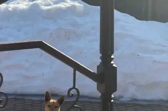 Найдена собака, Новоглаголево, фото: Найден собака, мужской, Южный проезд, Новоглаголево - коричнево-рыжеватый окрас