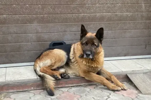 Пропал собака, Аскизская улица, Абакан - немецкая овчарка, ошейник на шее - photo