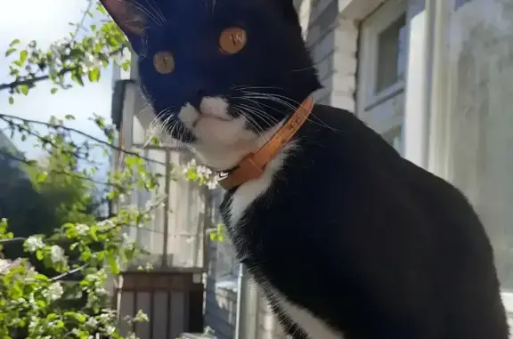 Пропал кот, бульвар Победы, Йошкар-Ола - черно-белый с золотистым ошейником - photo