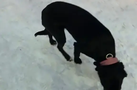 Объявления о пропавших и найденных животных, Бердск, фото: Найден собака, улица Красная Сибирь, 106, городской округ Бердск - чёрный с розовым ошейником