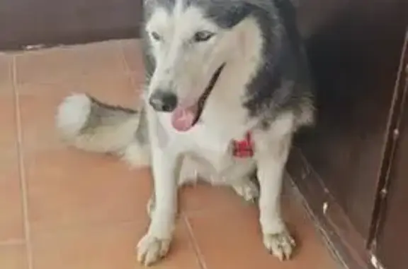 Найдена собака, Краснодар, фото: Найдена собака, девочка, Фермерская улица, 6, Краснодар - хаски в красной шлейке