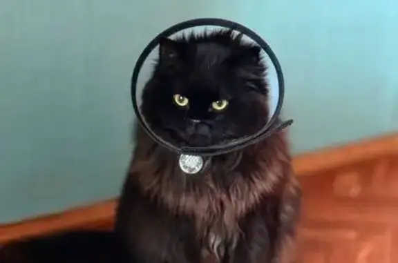 Кошки потеряшки, Старый Оскол, фото: Потеряшка кот, 9, Старый Оскол - черный окрас, зеленые глаза