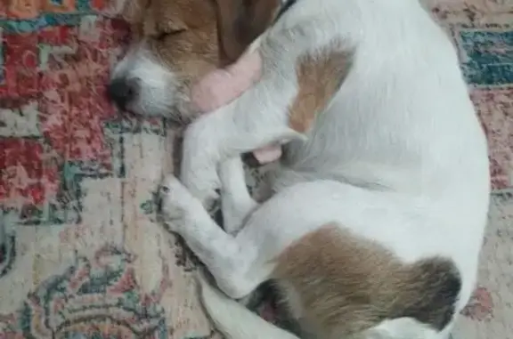 Объявления о пропавших и найденных животных, Мулловка, фото: Пропал собака, мужской, Школьная улица, Мулловка - бело-рыжий окрас, рыжее пятнышко в виде сердечка