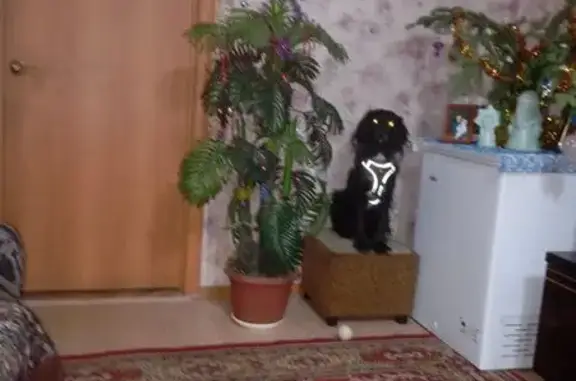 Пропал собака, мужской, улица Островского, 19, Абакан - чёрный спаниэль с белой грудью - photo