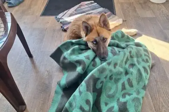 Пропал собака, Беловское, Белгородская область - глаза разные, крупный, но не агрессивный - photo