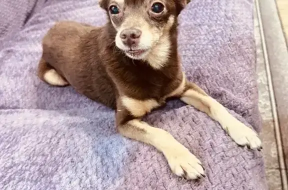 Объявления о пропавших и найденных животных, Армавир, фото: Найден собака, Армавир, Краснодарский край - мальчик с купированным хвостом