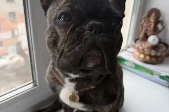 Пропал собака, Орловская улица, Великий Новгород - французский бульдог по кличке Спайк - photo