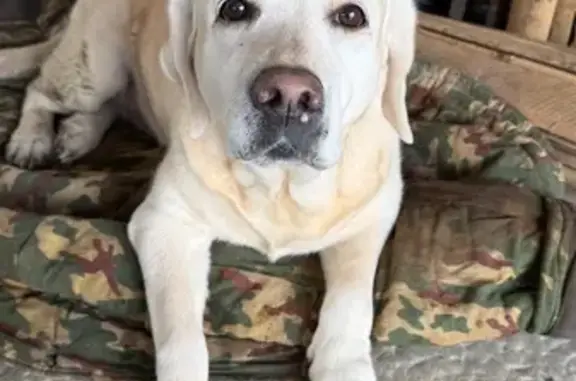 Найдена собака, Пенза, фото: Найдена собака, 2-й Батайский проезд, 6, городской округ Пенза